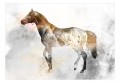 Fototapeta samoprzylepna - Ognisty rumak