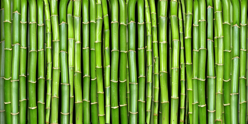 Fototapeta zielony bambus