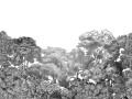 Fototapeta las, drzewa w odcieniach bieli i czerni