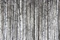 Fototapeta czarno-białe brzozy