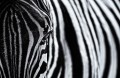 Fototapeta zebra z bliska