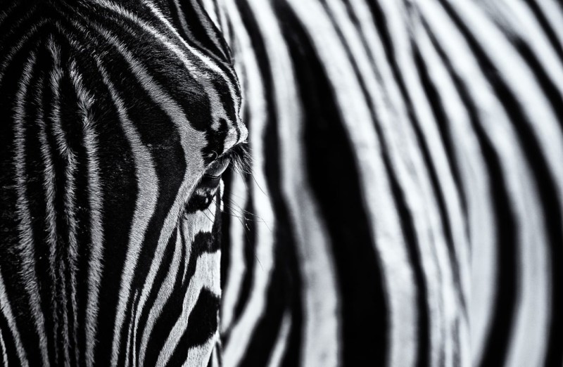 Fototapeta zebra z bliska