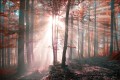 Fototapeta Las Barwy Jesieni