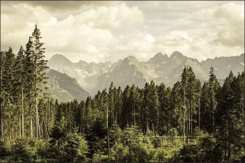 Fototapeta Las i góry