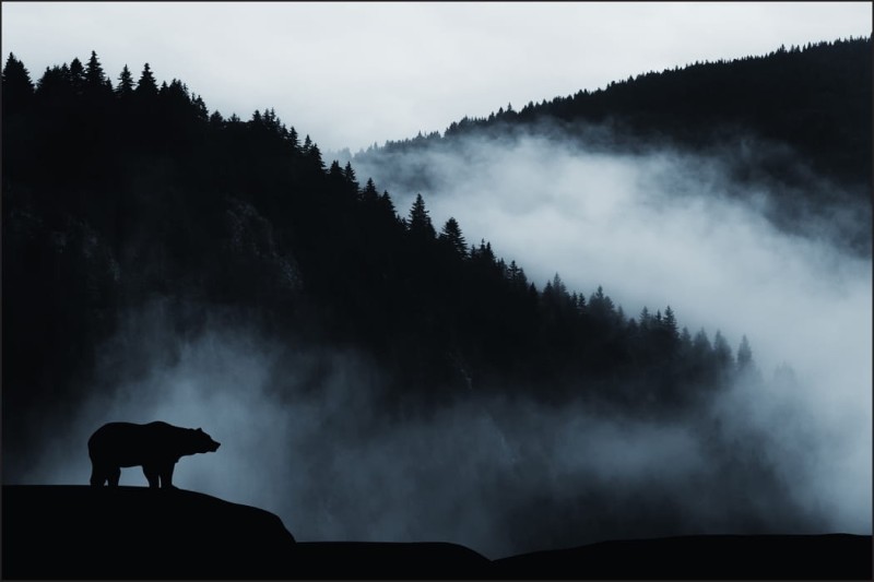 Fototapeta Niedźwiedź w górach