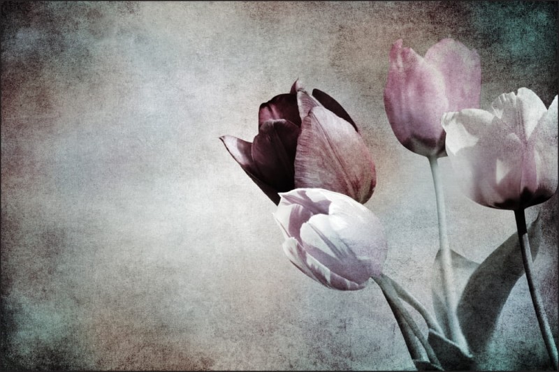 Fototapeta Tulipany w stylu vintage
