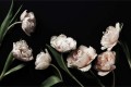 Fototapeta Peonie i zielone liście