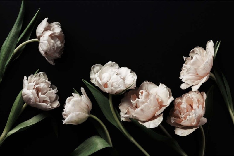 Fototapeta Peonie i zielone liście