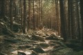 Fototapeta Las, drzewa i kamienie