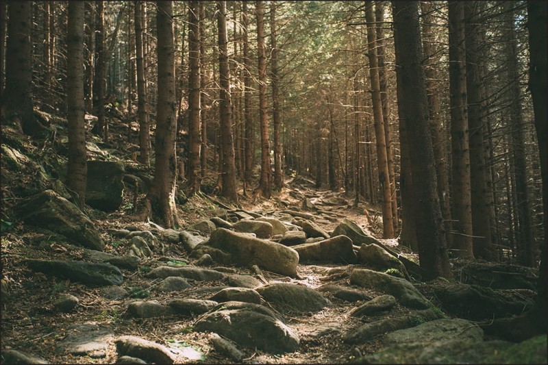 Fototapeta Las, drzewa i kamienie