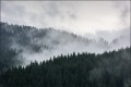Fototapeta Mglisty las sosnowy