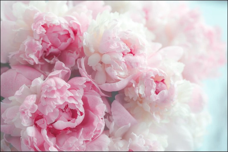 Fototapeta Kwitnące peonie