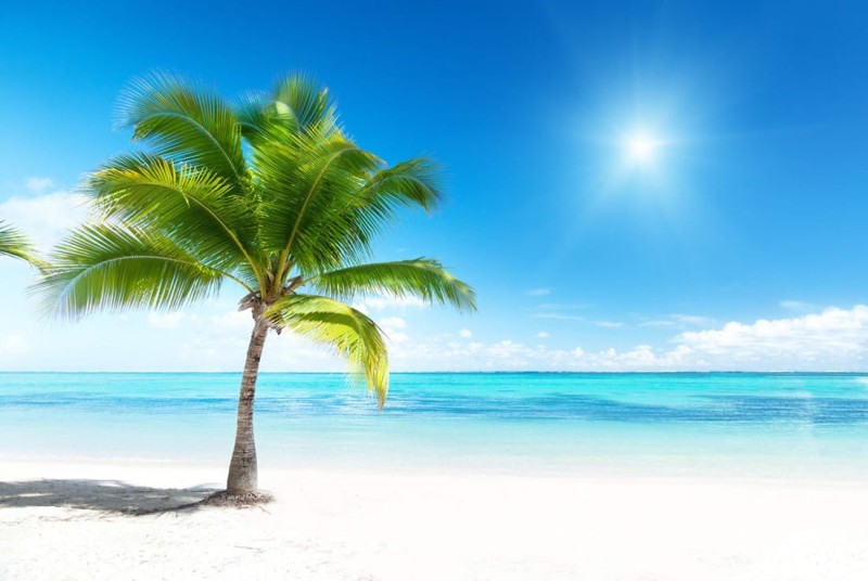 Fototapeta z motywem plaży i palmy