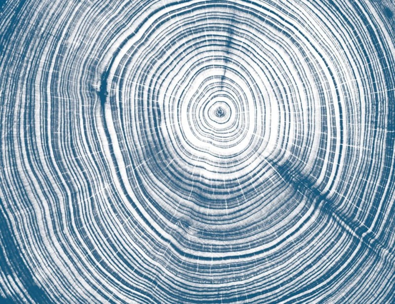 Fototapeta niebieskie słoje drewna