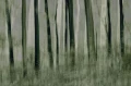 Fototapeta z malowanymi pniami drzew