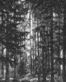 Fototapeta na flizelinie Komar IF2-014