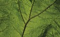 Fototapeta Liść Makro 13569