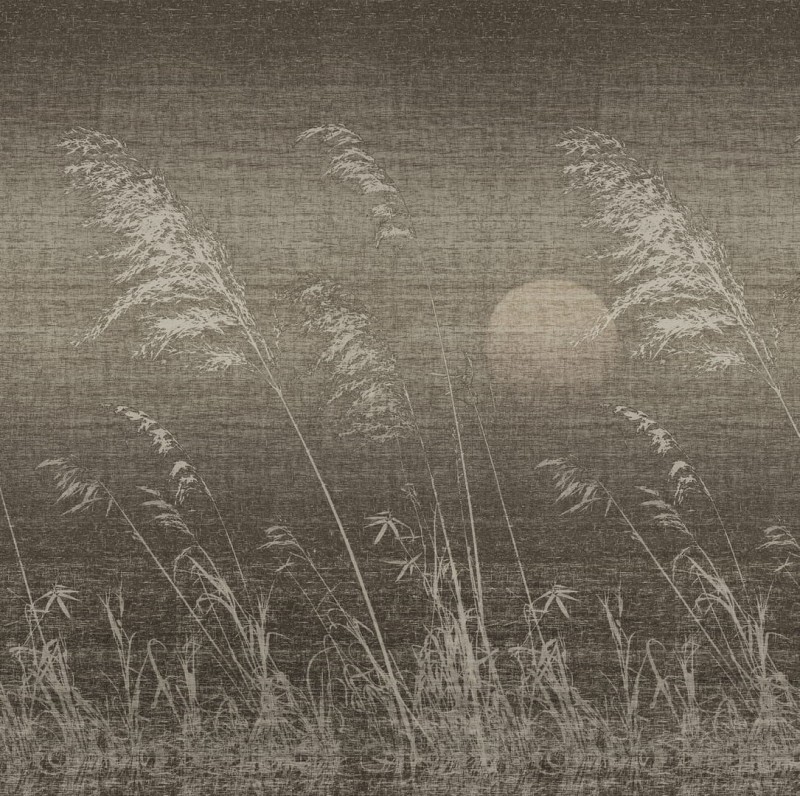 Fototapeta trawy łąkowe na tle zachodzącego słońca
