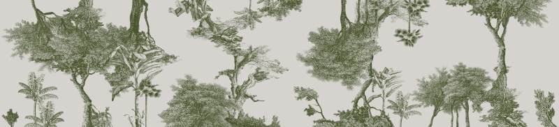 Fototapeta egzotyczne drzewa i palmy