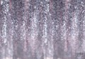 Fototapeta Kwiat Glicynia 13520