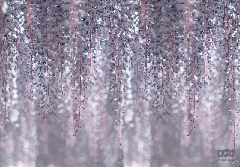 Fototapeta Kwiat Glicynia 13520