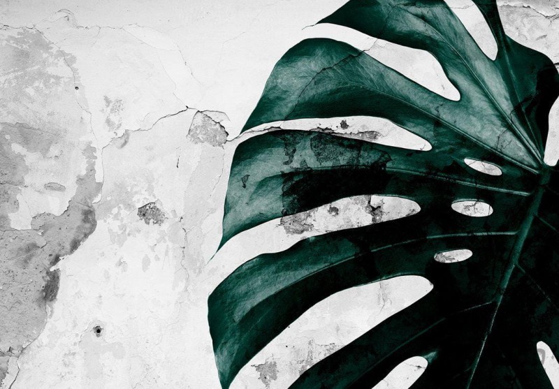 Fototapeta Monstera na betonie 13516