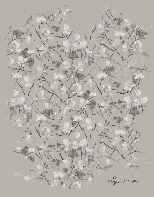 Fototapeta szara w kwiaty magnolii
