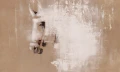 Fototapeta ścienna Cavallo Wallart
