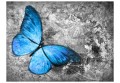 Fototapeta - Blue butterfly