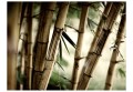 Fototapeta - Fog and bamboo forest