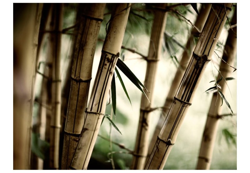 Fototapeta - Fog and bamboo forest