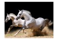 Fototapeta - Galop na piasku