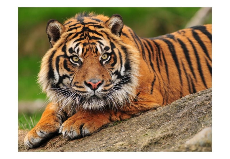 Fototapeta - Tygrys sumatrzański