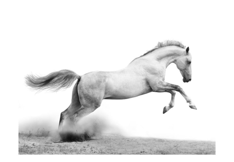 Fototapeta - White gallop
