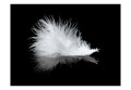 Fototapeta - White feather
