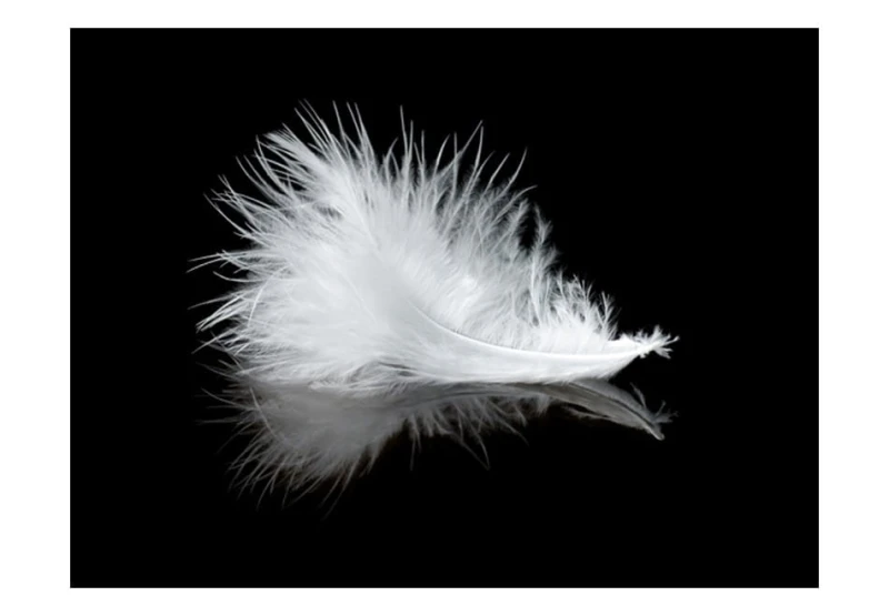 Fototapeta - White feather
