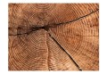 Fototapeta - Przekrój pnia drzewa
