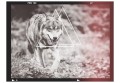 Fototapeta - wilk - fotografia
