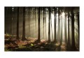 Fototapeta - Las iglasty - poranna mgła