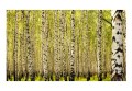 Fototapeta - Las brzozowy