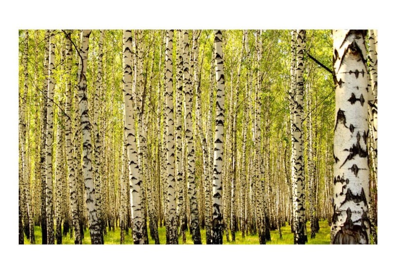 Fototapeta - Las brzozowy