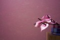 ebe511383648a3d5ac1d2397f265740d