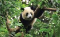 Fototapeta Panda 3398