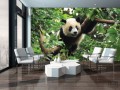 Fototapeta Panda 3398