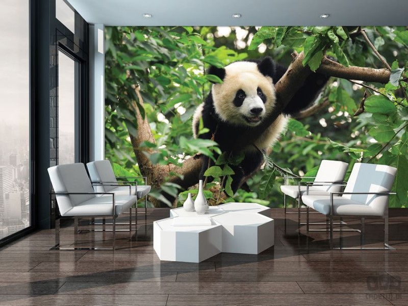 Fototapeta panda na drzewie
