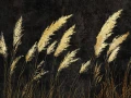 Fototapeta Verina Wallcraft 1000 31 2402