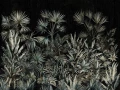 Fototapeta Passiflora Wallcraft 340 33 2101