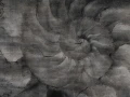 Fototapeta Fosilium Wallcraft 405 33 2101