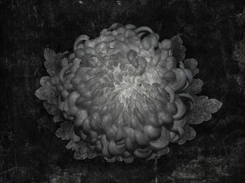 Fototapeta Gotti