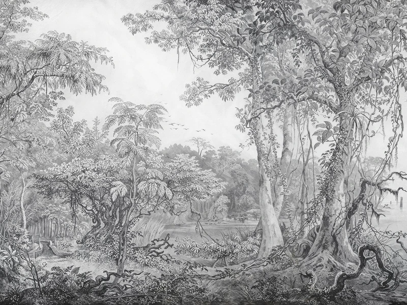 Fototapeta Foresta